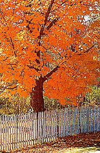 fall_tree